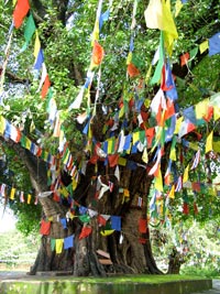 Banyans with Prayer Flags