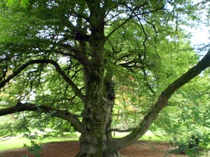 Oak Tree at FOTA