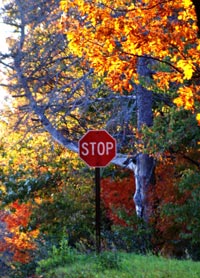 Stop Sign amongst trees
