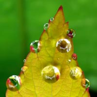 Leaf holding many water droplets