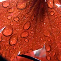 Backside of leaf with water droplets