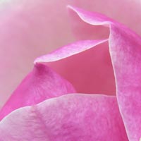 Magnolia Blossom closeup