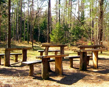 Log-desks in woodland