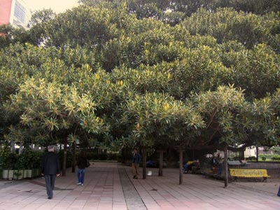 Tree shading entie pedestrian mall