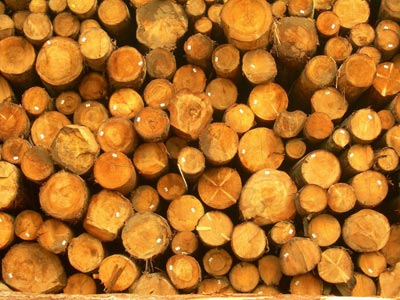 Stack of clear-cut timber