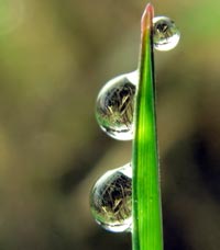 Three droplets on grassblade
