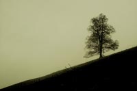 Tree on a slope