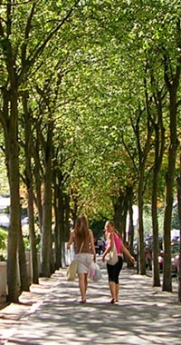 Tree-lined street in Buenos Aires