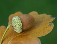 Acorn on oak leaf