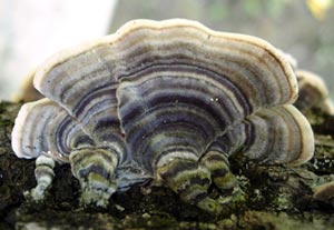 'Fungi fan' on tree