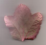 Light pink and dark maroon leaf