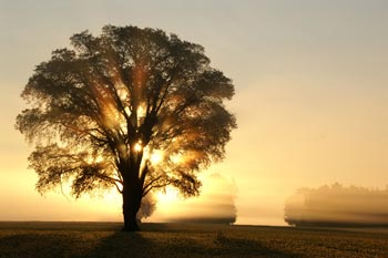 Tree in Morning Light