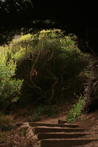 Stairway through tree tunnel