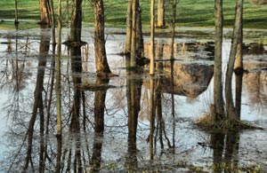 Trees in Standing Water