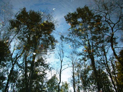 Reflected forest with ripple